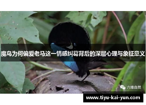 魔鸟为何偏爱老马这一情感纠葛背后的深层心理与象征意义